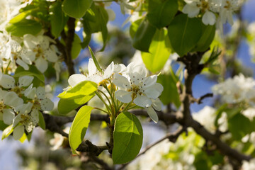 Mediterranean spring white flowers