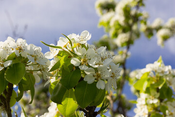 Mediterranean spring white flowers