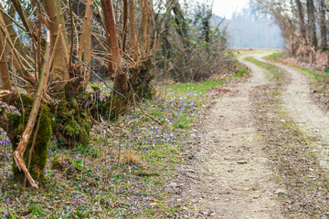 Early spring in the bare forest. Crocus flowers, hellebore among the leaves.