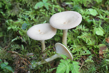Infundibulicybe catinus, a funnel mushroom from Finland with no common English name
