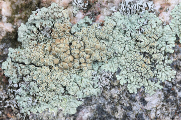 Lecanora muralis, commonly known as stonewall rim lichen