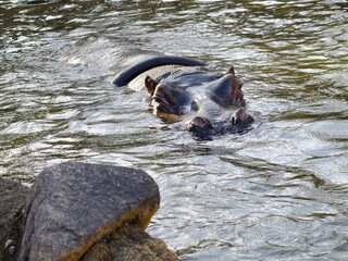 カバ
Hippopotamus
