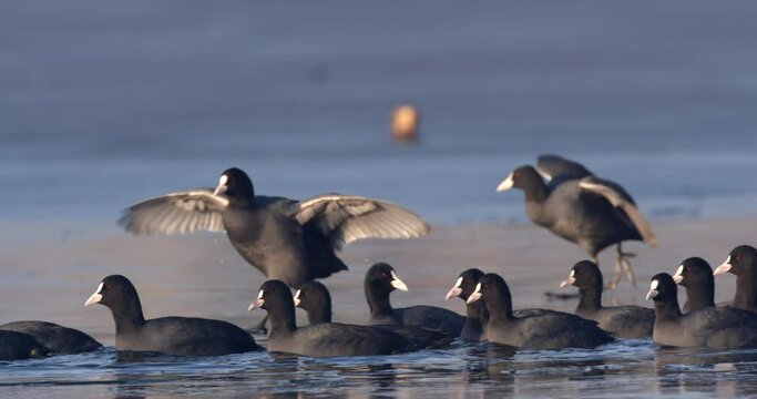 The Eurasian coot on a frozen lake, Soderica, Croatia