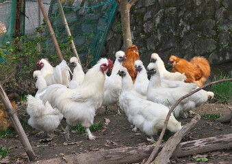平飼いのウコッケイ