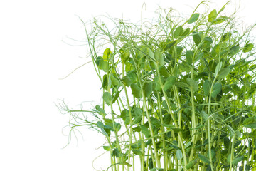young pea plants on white background