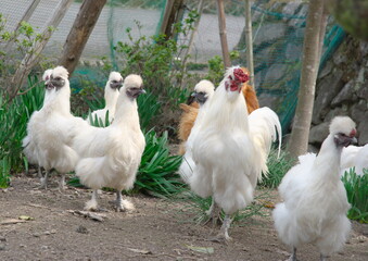 平飼いのウコッケイ