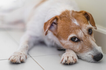 sad dog breed Jack Russell Terrier, Parson Rassel Terrier or Fox Terrier lies with sad eyes, bored,...