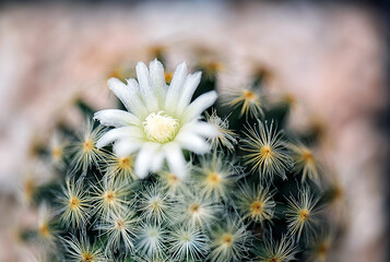 Cactus is a beautiful plant with many colorful flowers.