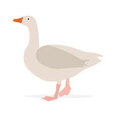 Poultry farm goose