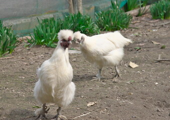 平飼いの烏骨鶏