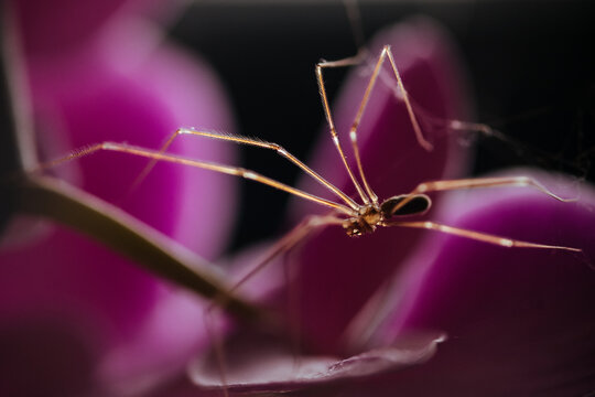 spider on magenta flower