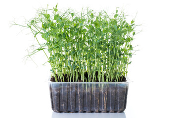 Fototapeta premium young pea plants in plastic container