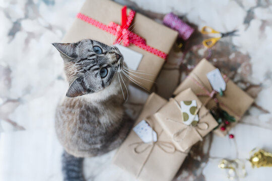 Cat sitting on a pile of presents