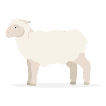 Sheep farm animal