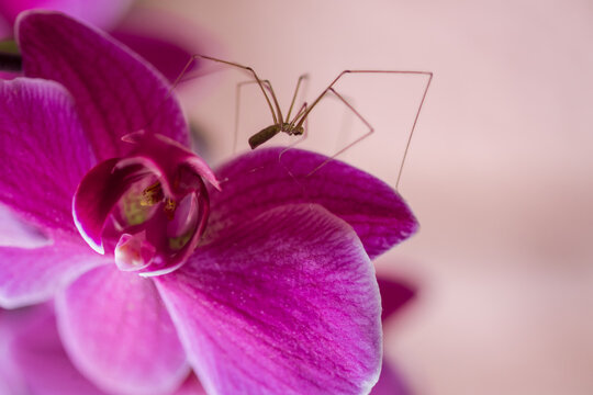 spider walking on a flower