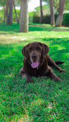 golden retriever puppy