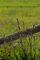 Plantago lanceolata or ribwort plantain,narrowleaf plantain,lamb's tongue,A common weed on cultivated or disturbed land.Is used frequently in herbal teas and other herbal remedies.Medicine plant

