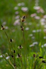 Plantago lanceolata or ribwort plantain,narrowleaf plantain,lamb's tongue,A common weed on cultivated or disturbed land.Is used frequently in herbal teas and other herbal remedies.Medicine plant
