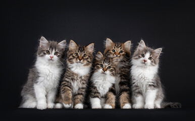 Group of five Siberian cat kittens in a variaty of colors, sitting on a perfect row. Looking...