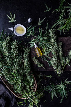 Trimming a Cannabis Plant