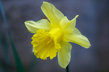 yellow daffodils in spring