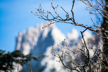 branches against mountains