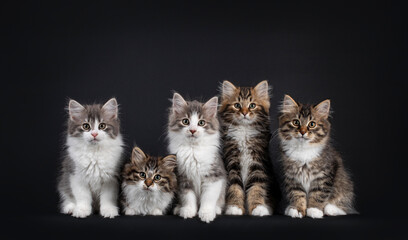 Group of five Siberian cat kittens in a variaty of colors, laying and sitting on a perfect row....