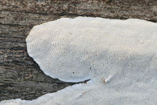 Antrodia serialis, known as serried crust, wild polypore fungus from Finland