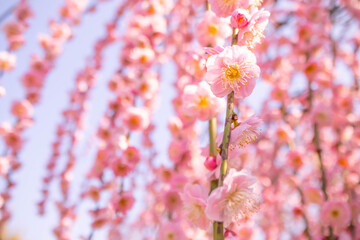 カーテンのように枝垂れる満開の紅梅