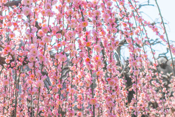 カーテンのように枝垂れる満開の紅梅