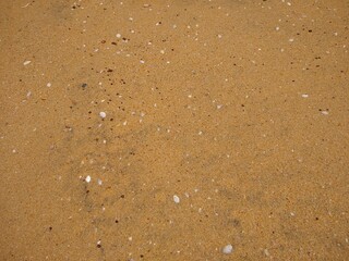 shells on the beach