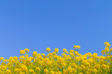 満開の菜の花と青い空