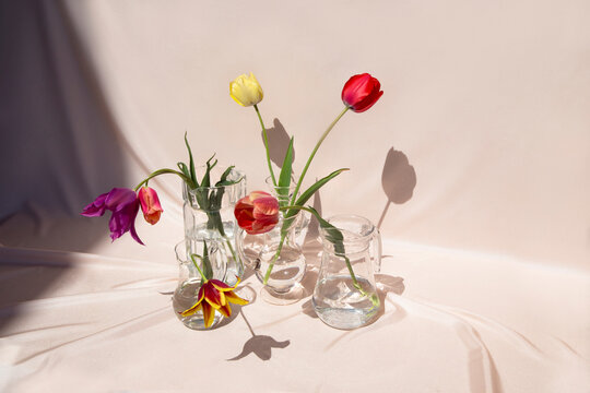 Tulips flowers in a jags