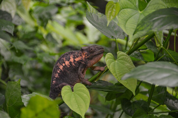Cham&auml;leon im Zoo Z&uuml;rich