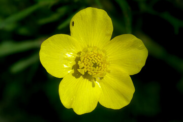 yellow flower in the garden