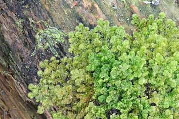 Ptilidium pulcherrimum, known as Tree Fringewort, moss from Finland