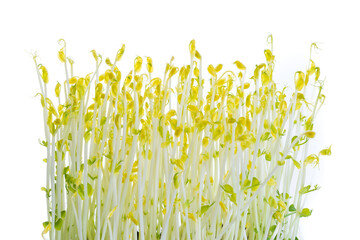 pea sprouts grown in darkness for extra crispiness