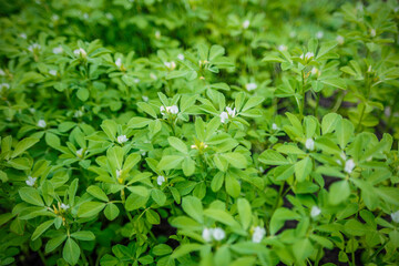 Fenugreek plant in field. Green Fenugreek . Fresh Green Fenugreek Leaves . - obrazy, fototapety, plakaty