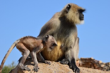 Fototapeta premium Beautiful portrait of a bengal sacred langur and her baby