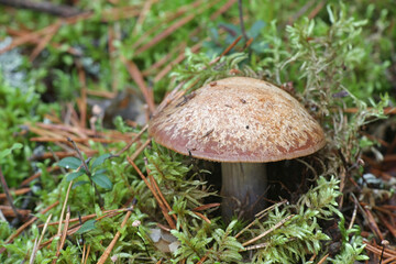 Cortinarius balteatus, a webcap mushroom from Finland with no common english name