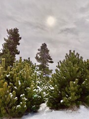 Fototapeta premium snow covered trees