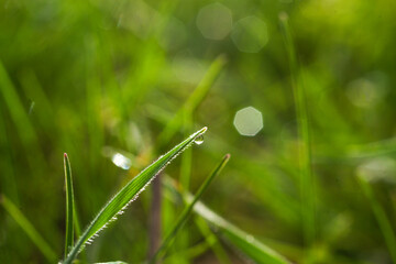 dew on grass
