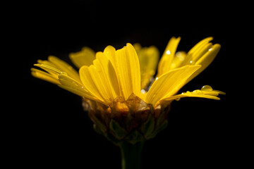 yellow gerber daisy on water drop