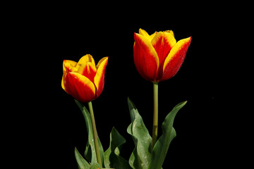 red and yellow tulips, black background