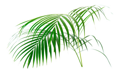 fresh palm leaves isolated on pure white background