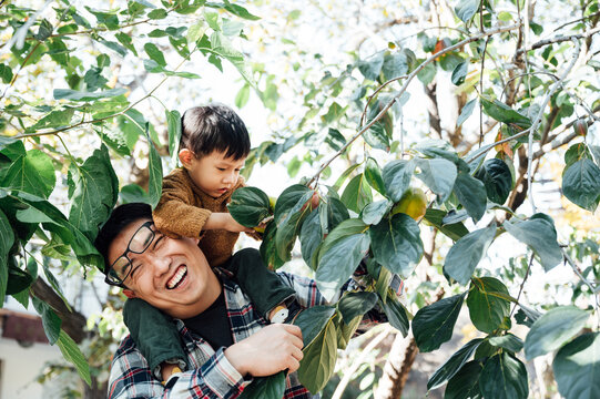 Picking persimmons