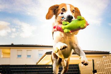 Dog run, beagle jumping fun in the garden summer sun with a toy fetching