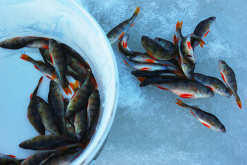 Winter fishing. There are many river bass caught from the ice.