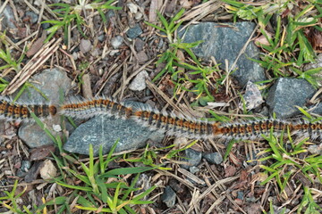 Fototapeta premium Chenilles processionnaires en marche 