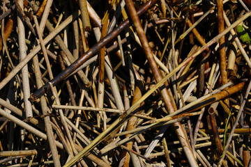 Top view of the ground with dry branches from the bushes.